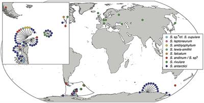 Molecular Data Suggest Long-Term in Situ Antarctic Persistence Within Antarctica's Most Speciose Plant Genus, Schistidium